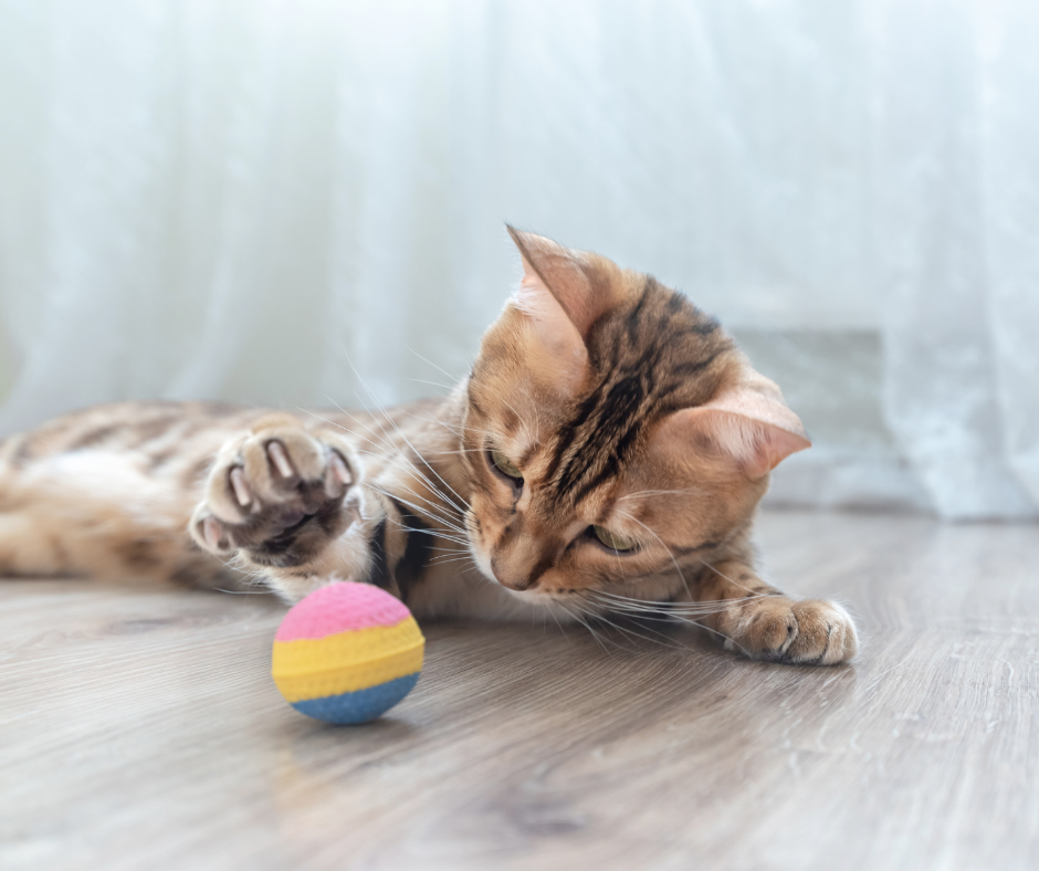 Cat Toys