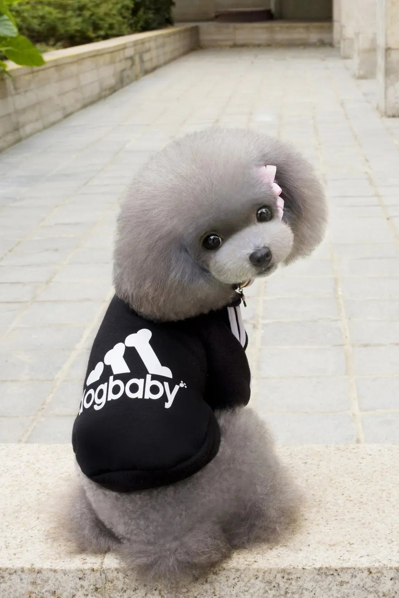 1 Piece Autumn and Winter Small Dog Cat